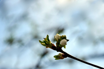 Abstract Natural Backgrounds With Blossom Delicate Apricot Flowers. Early Spring. Apricot's Blooming branch in the garden. Close-up. Selective focus. Copy space.