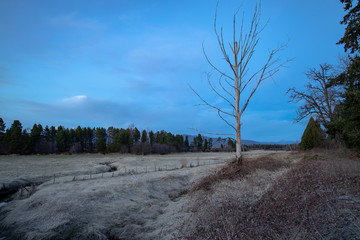 Fototapeta na wymiar Old spooky tree along in a field during blue hour