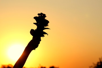 Fototapeta na wymiar Silhouette in the shade of a flower in hand against the background of a sunset like a parrot.