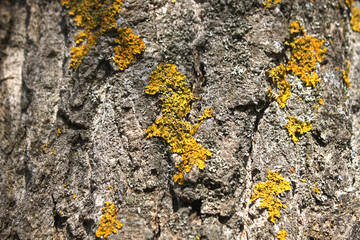 Lichen on tree branch. Lichen grows on rotten wood
