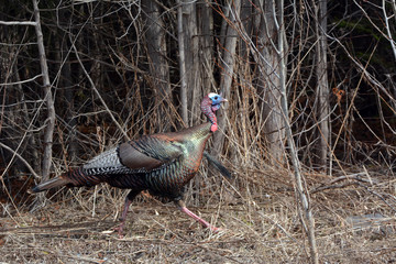 Wild Turkey running © Carol Hamilton
