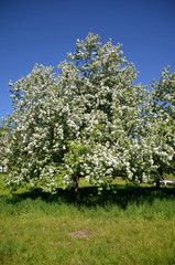 Blooming wild apples in the sunlights.