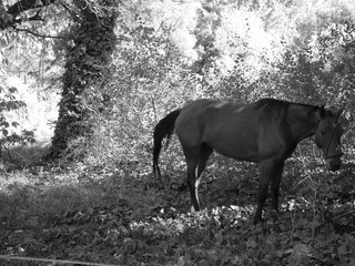 Obraz premium white and black horse