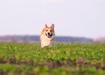 beautiful red puppy dog Corgi running fast on green grass on spring meadow with a green young grass funny opening his mouth in a smile