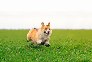 beautiful red dog puppy Corgi runs fast on green grass in spring glade with green young grass funny opening his mouth and throwing his paws in dirty ground high up