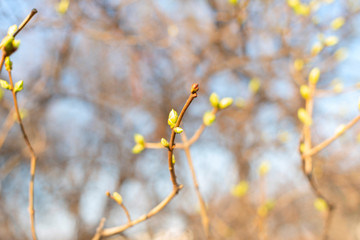 first buds on trees in spring