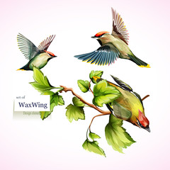 Waxwing on branches with leaves. Set of three birds. Hand drawn, watercolor. All objects are separated and easy to move. Vector - stock.