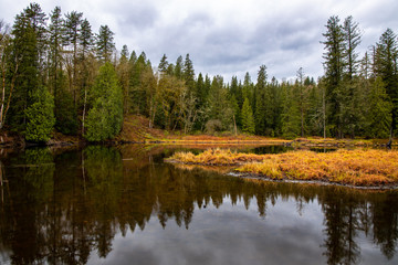 Fototapeta na wymiar Marsh, forest, and pond on a rainy day at Lake