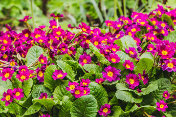 Obraz premium Red Primrose flowers with beautiful green leaves bloom in spring