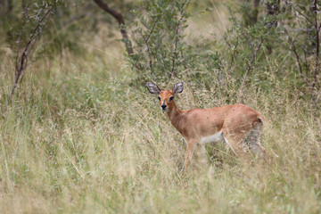 Afrikanischer Steinbock / Steenbok / Raphicerus campestris