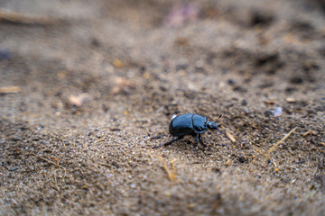 Käfer auf Sand