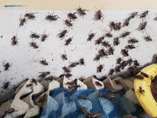 Breeding organic crickets insect farm Thailand