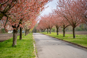 Frühling Bäume auf dem Land 