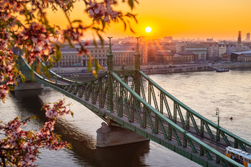 Budapest, Hungary - Beautiful Liberty Bridge over River Danube with traditional yellow tram  at sunrise with cherry blossom at foreground. Spring has arrived in Budapest
