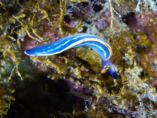 Nudibranch, felimare tricolor