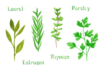 Obraz premium Set of green herbs, laurel, estragon, thyme, parsley, hand drawn watercolor illustration isolated on white