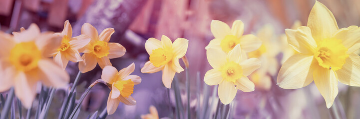 Amazing Yellow Daffodils flower in the morning sunlight. The perfect image for spring background, flower landscape.
