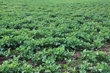 Spring field with winter rape