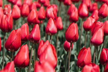 Beautiful colourful tulip flowers background in spring