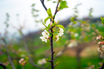 Apple tree in bloom, Slovenia, spring, early in the morning
