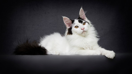 maine coon cat on gray background
