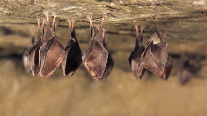 Close up group of small sleeping horseshoe bat covered by wings, hanging upside down on top of cold natural rock cave while hibernating. Wildlife photography. Creatively illuminated blurry background. - obrazy, fototapety, plakaty