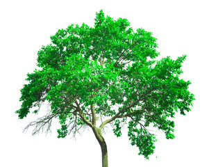 Obraz premium fresh green tree isolated on white