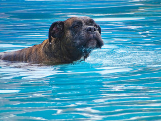 Swimming boxer dog