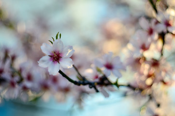 Tree flower blossoms, beatiful spring, flowers natural colorful background, selective focus