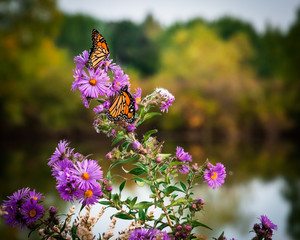 butterfly on flower