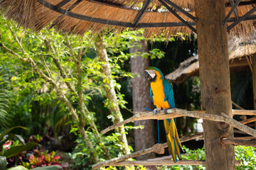 Obraz premium Blue and Gold Macaw against jungle background. Beautiful Bird in the Safari Park. Florida, USA.