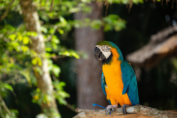 Blue and Gold Macaw against jungle background. Beautiful Bird in the Safari Park. Florida, USA.