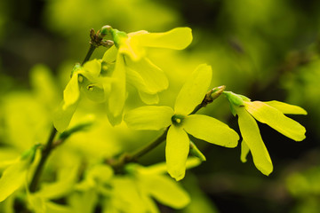 Blooming yellow flowers on the branch