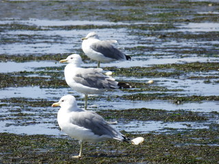 Seagulls