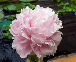 A beautiful peony.