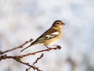 Female Chaffinch (Fringilla Coelebs)