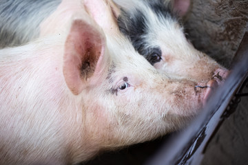Portrait of pig
