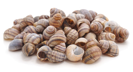 Bunch of brown shells.