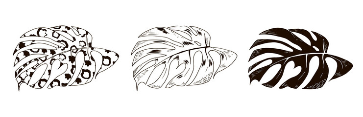 Monstera leaves tropical vine, set, black and white vector illustration
