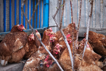 Portrait of chicken near garden.
