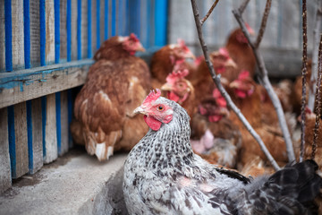 Portrait of chicken near garden.