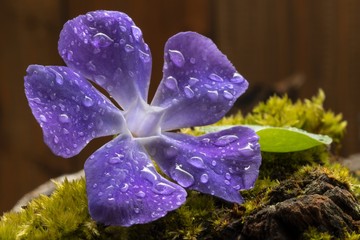 Fiore con gocce d'acqua