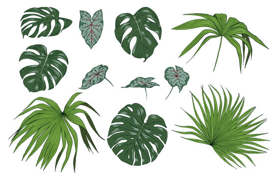 Tropical plant leaves, set, vector illustration