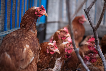 Portrait of chicken near garden.