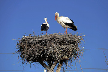 spring month and storks, storks nest and two storks in it,