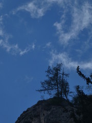 Einzelner Baum am Gipfel