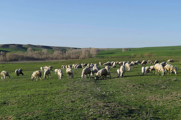 sheep and lambs grazing on pasture, sheep flock standing in pasture,