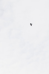 black bird in the cloudy sky