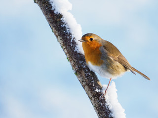 Robin Redbreast (Erithacus rubecula)
