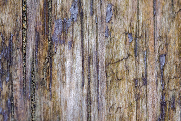 Rough texture pattern of old wood.